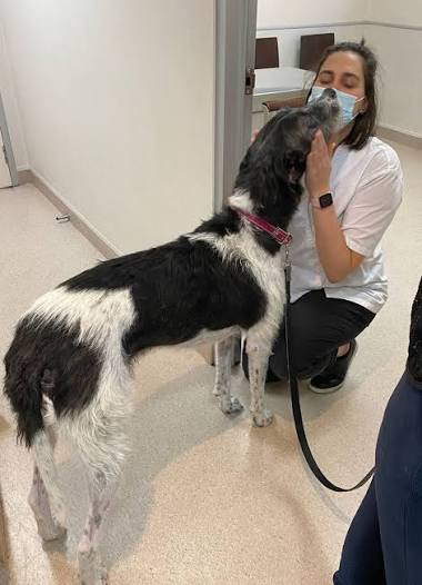 Aisha Thompson, Preston Vets