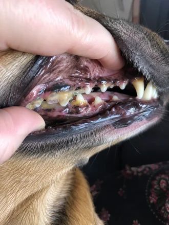 Photo of Ozzie's teeth